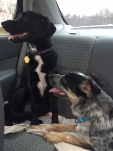 Luna, pointer beagle mix and Nova, blue heeler australian shepherd mix